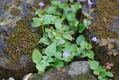 Torenia crustacea
