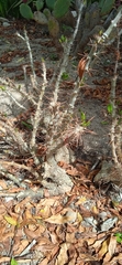 Pachypodium saundersii