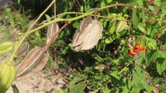 Abelmoschus moschatus