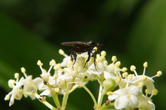 Empis pennipes
