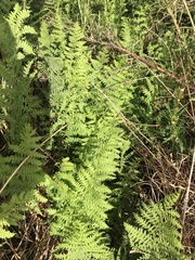 Thelypteris confluens