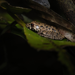 Pulchrana baramica