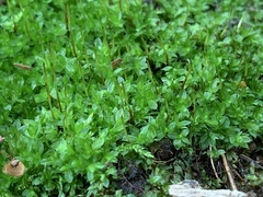 Ptychostomum capillare