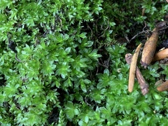 Ptychostomum capillare