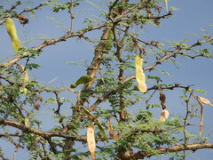 Senegalia senegal
