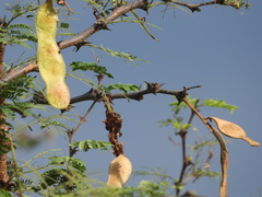 Senegalia senegal