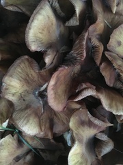 Desarmillaria tabescens