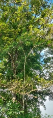 Mniotilta varia