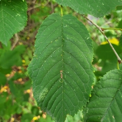 Prunus avium