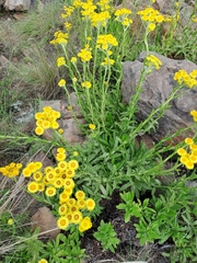 Xerochrysum bracteatum
