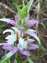 Monarda viridissima