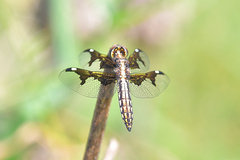 Palpopleura portia