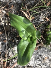 Bonatea speciosa