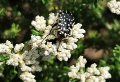 Oxythyrea marginalis