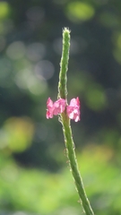Stachytarpheta mutabilis