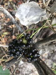 Knowltonia vesicatoria