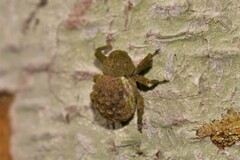 Imaliodes ventralis