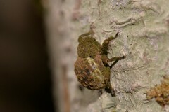 Imaliodes ventralis