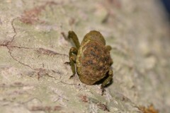 Imaliodes ventralis