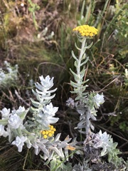 Helichrysum dasyanthum