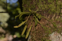 Sarcochilus falcatus