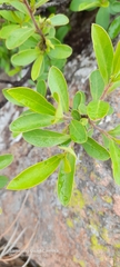 Diospyros lycioides