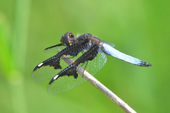 Palpopleura portia