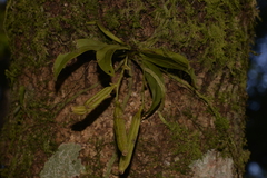 Sarcochilus falcatus