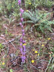 Liatris tenuifolia