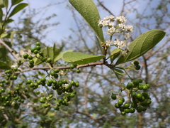 Ehretia amoena