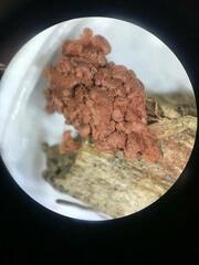 Arcyria stipata