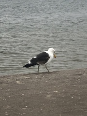 Larus dominicanus vetula