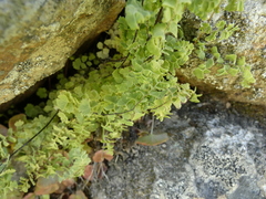 Adiantum excisum