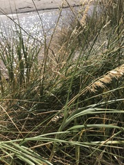 Thinopyrum distichum