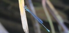 Pseudagrion rubriceps