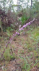 Liatris tenuifolia