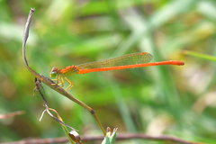 Ceriagrion glabrum