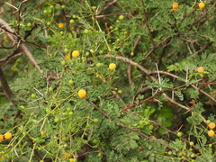 Vachellia exuvialis