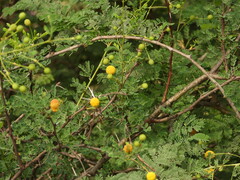 Vachellia exuvialis