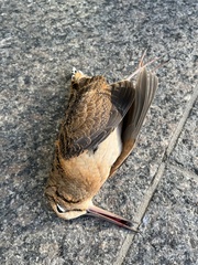 Scolopax minor