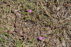 Disphyma crassifolium