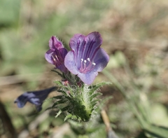 Echium vulgare pustulatum