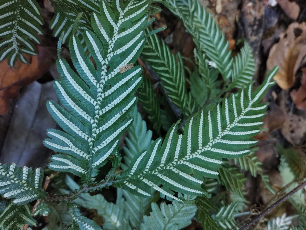 Selaginella picta