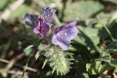 Echium vulgare pustulatum