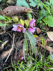 Bifrenaria