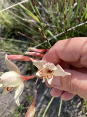 Gladiolus angustus