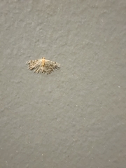 Alucita montana