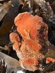 Hymeniacidon perlevis