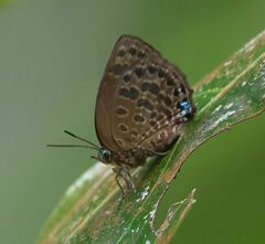 Arhopala wildeyana