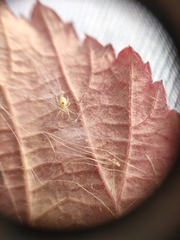 Nigma puella